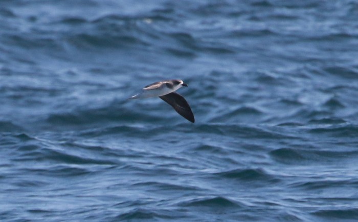 Fea's or Desertas Petrel