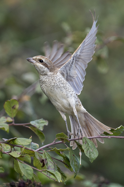 Red-backed Shrike