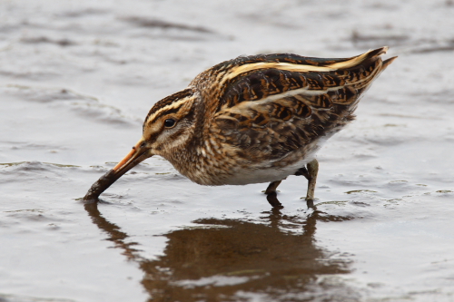 Jack Snipe