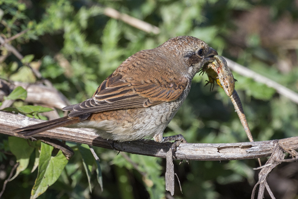 Red-backed Shrike