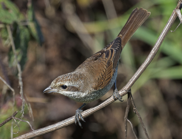 Red-backed Shrike