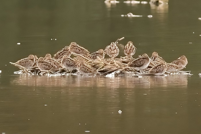 Snipe
