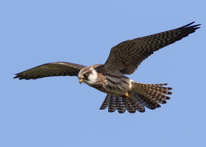 Red-footed Falcon