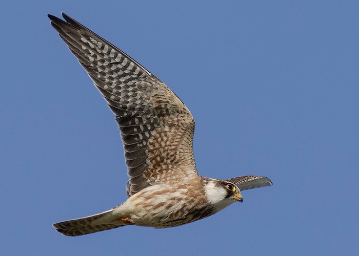 Red-footed Falcon