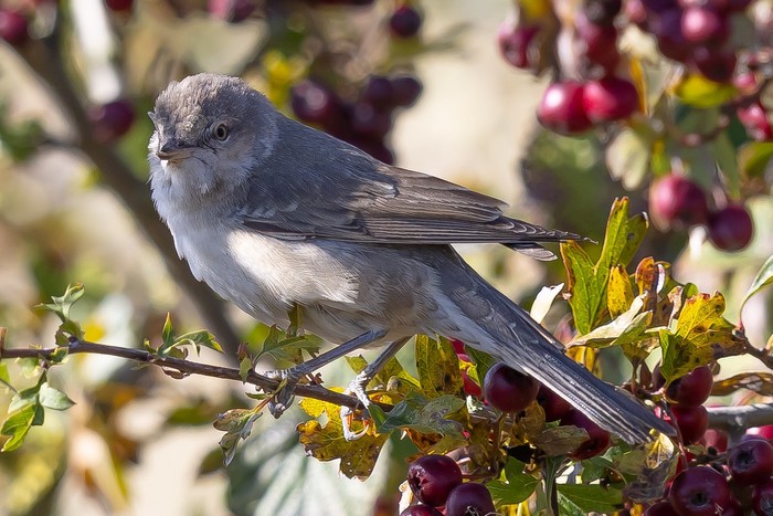 Barred Warbler