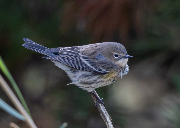 Myrtle Warbler