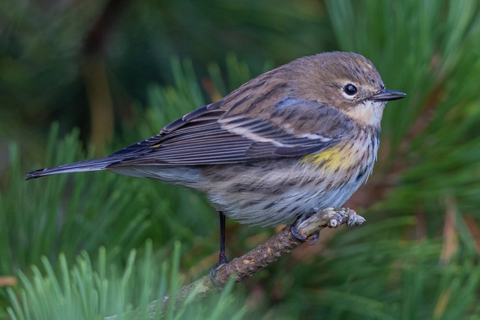 Myrtle Warbler