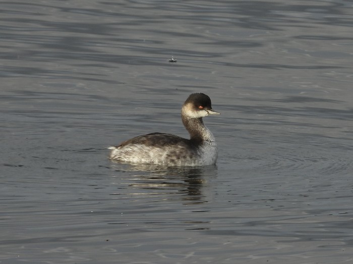 Black-necked Grebe