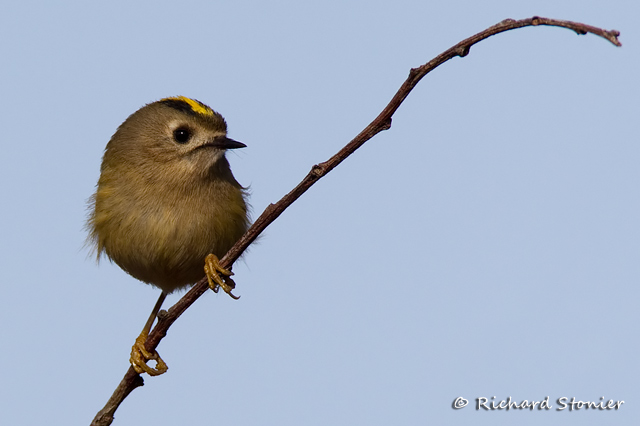Goldcrest