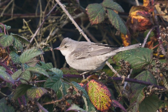 Barred Warbler