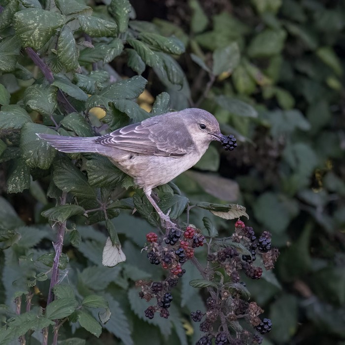 Barred Warbler
