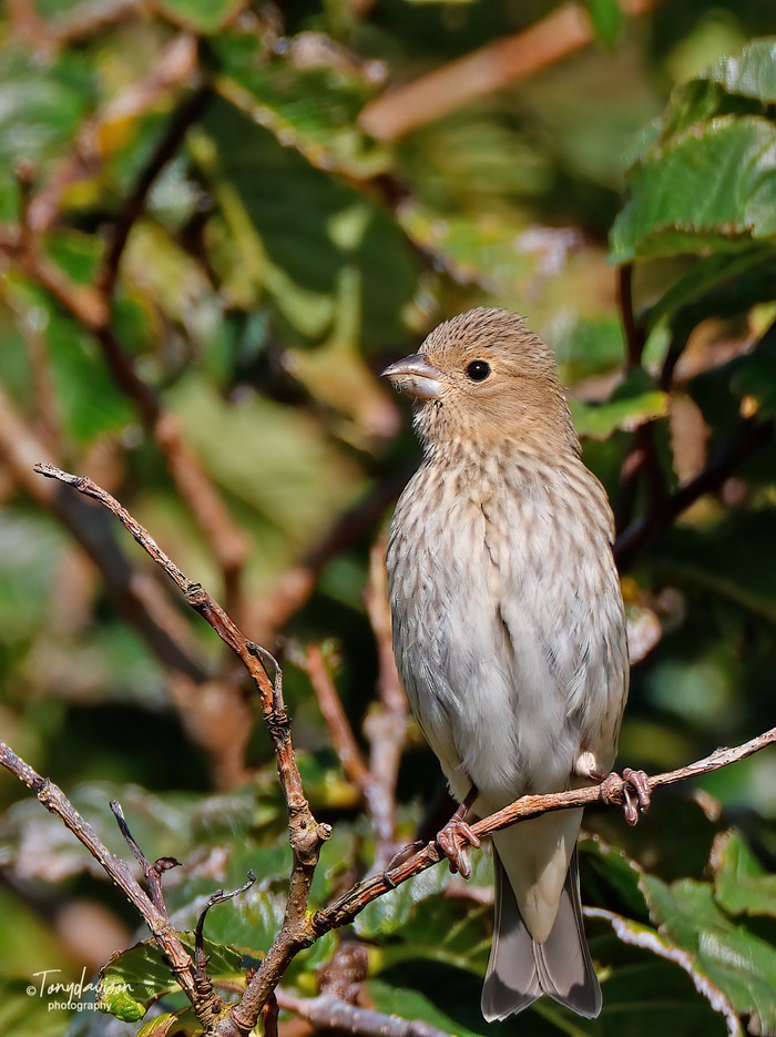 Common Rosefinch