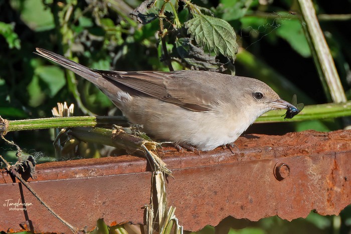 Barred Warbler