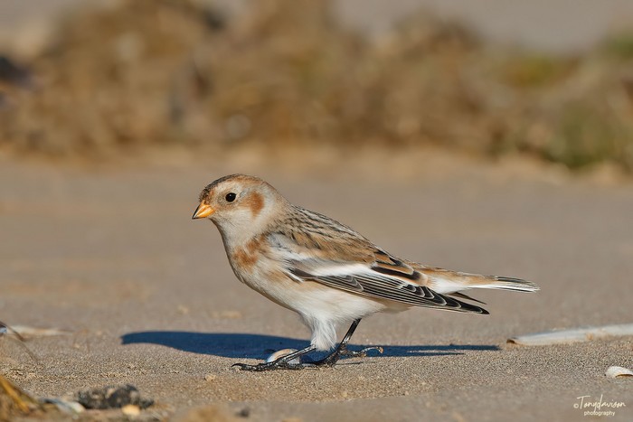 Snow Bunting