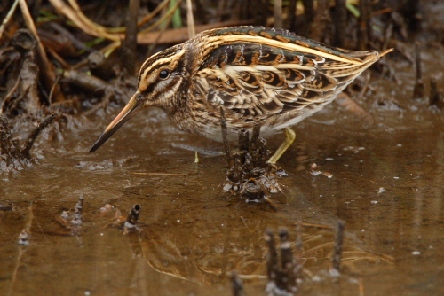 Jack Snipe
