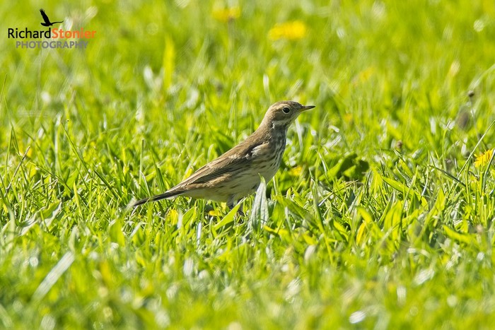 American Buff-bellied Pipit