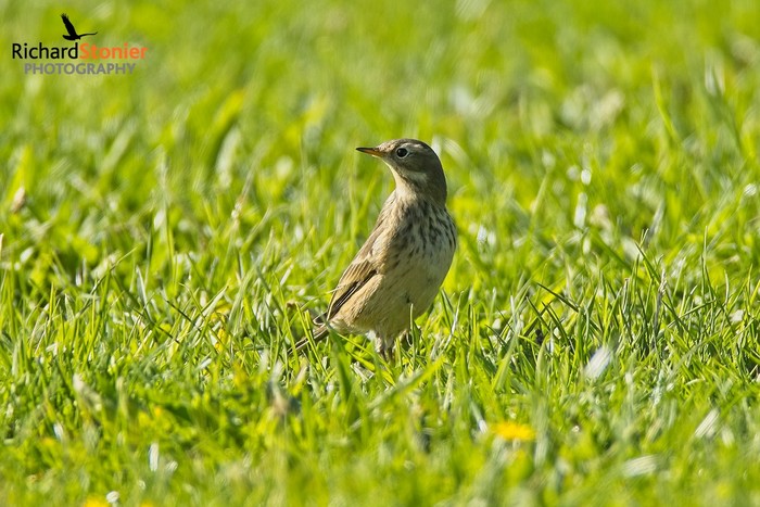 American Buff-bellied Pipit
