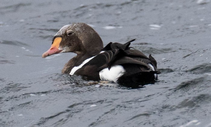 King Eider