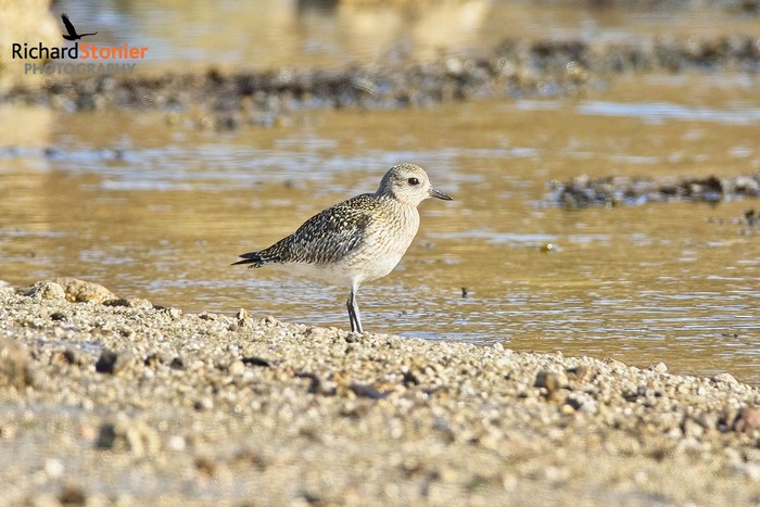 Grey Plover