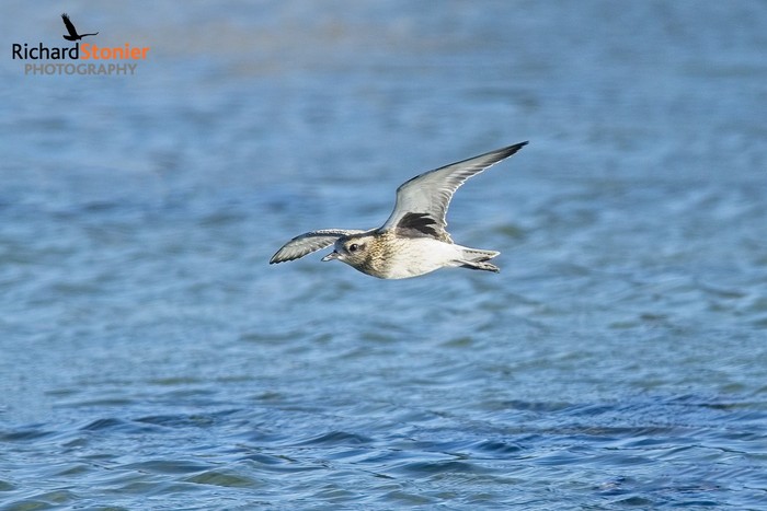 Grey Plover