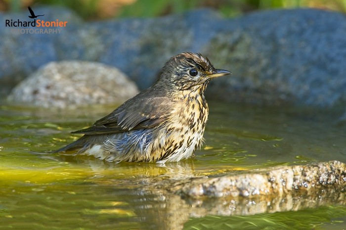 Song Thrush