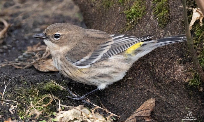 Myrtle Warbler