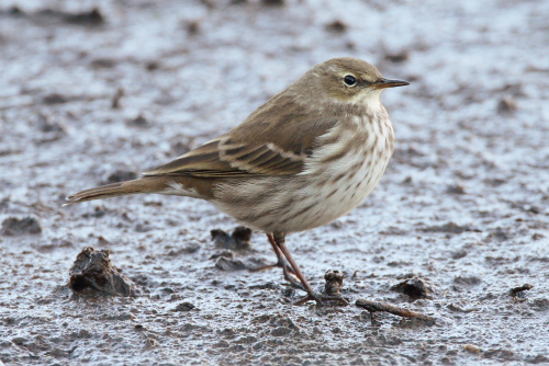 Water Pipit