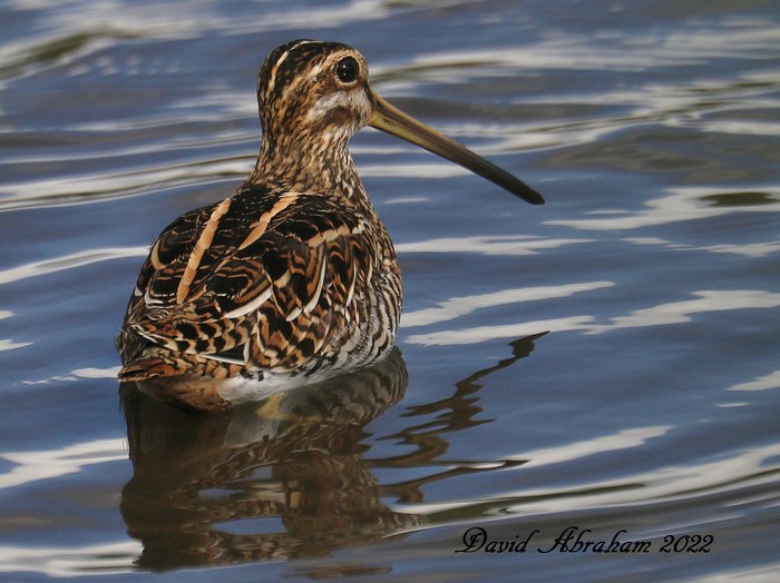 Snipe 