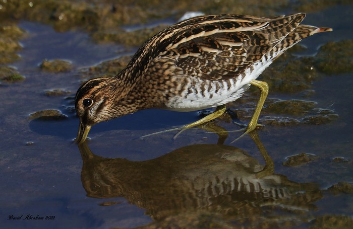 Snipe