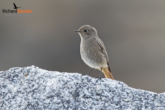 Black Redstart