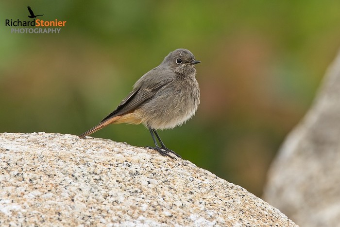 Black Redstart