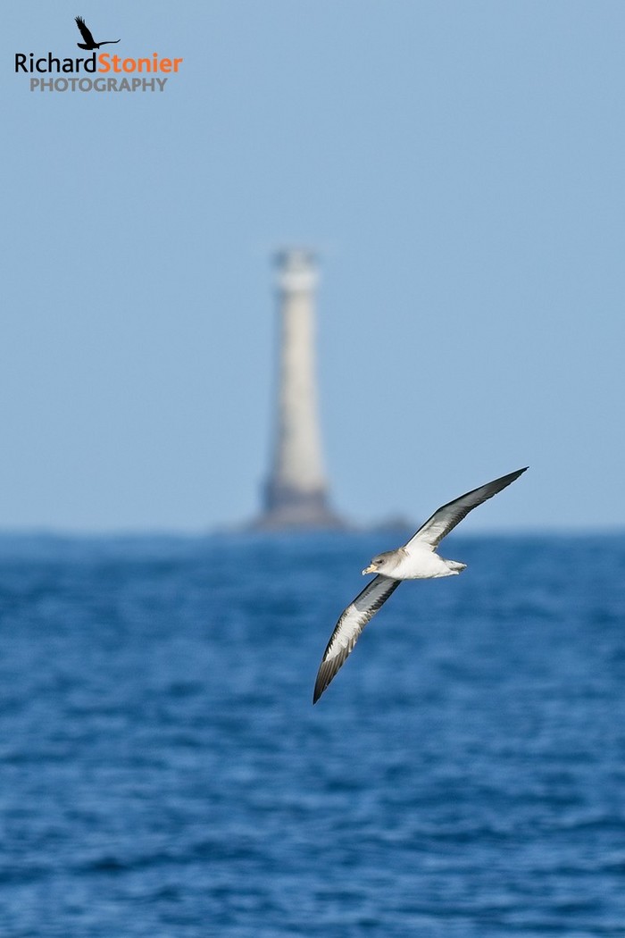 Cory's Shearwater