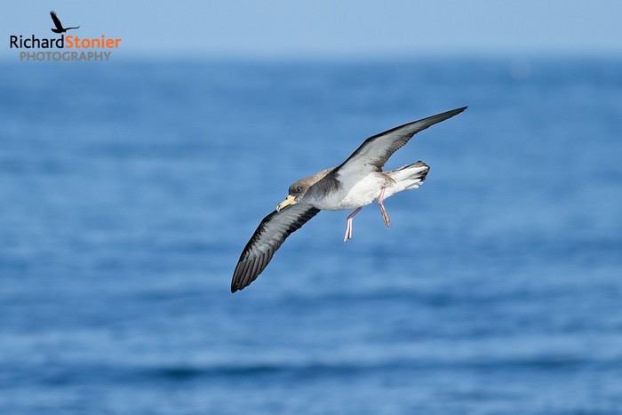 Cory's Shearwater