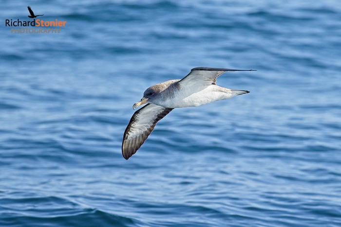 Cory's Shearwater