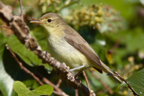 Melodious Warbler