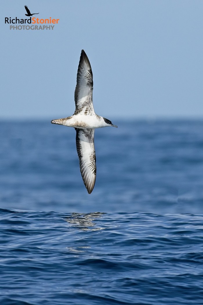 Great Shearwater