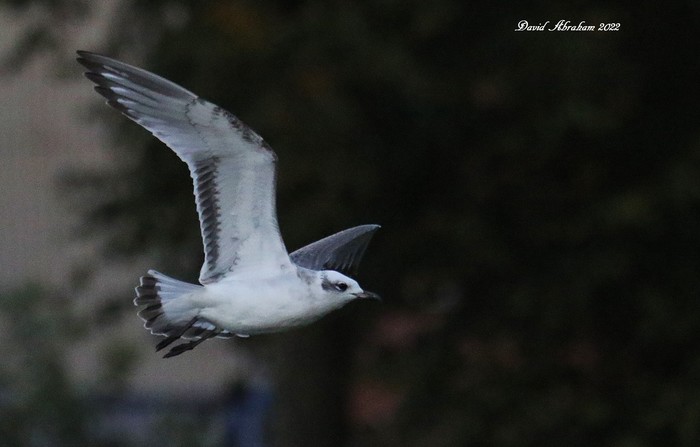 Mediterranean Gull