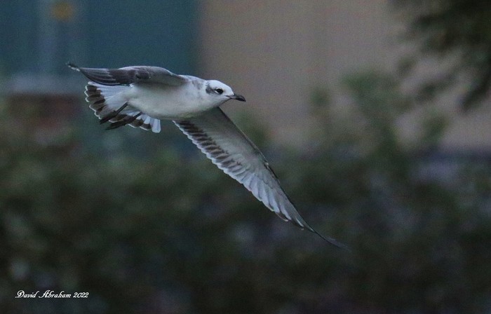 Mediterranean Gull