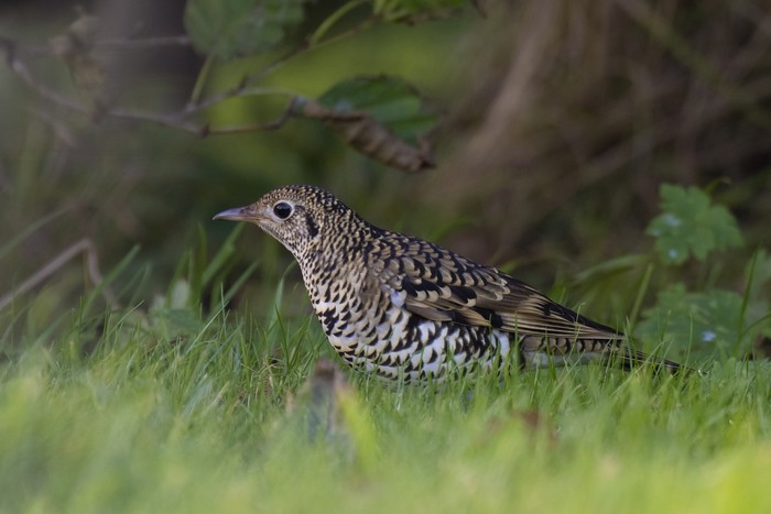 White's Thrush