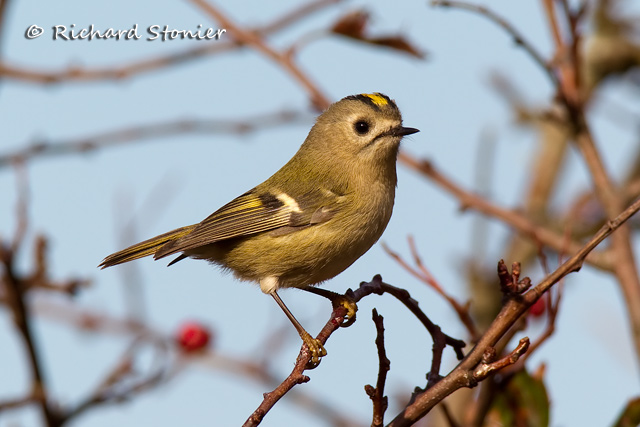 Goldcrest