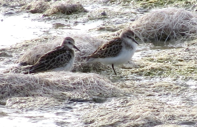 Little Stint