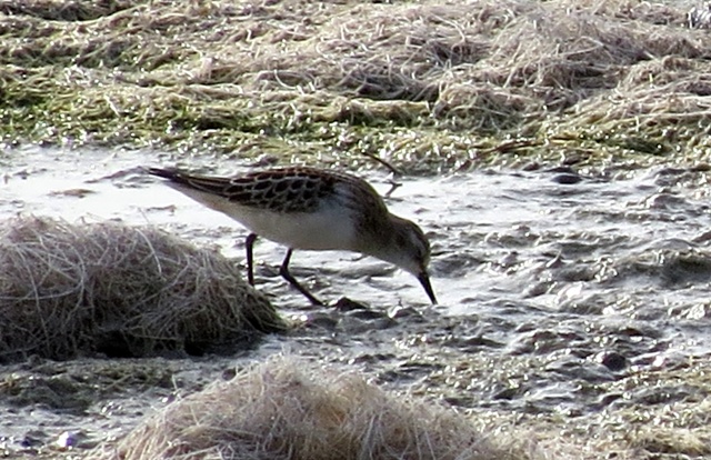 Little Stint