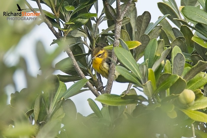Blackburnian Warbler