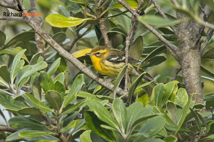 Blackburnian Warbler
