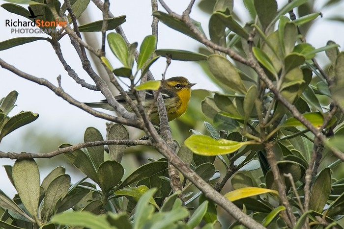 Blackburnian Warbler