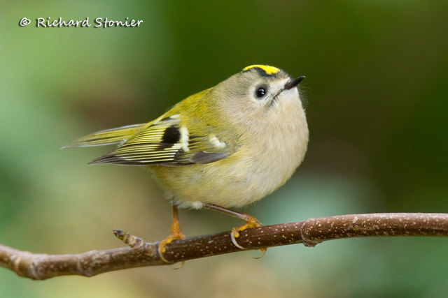 Goldcrest