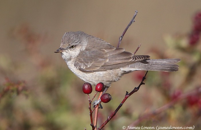 Barred Warbler