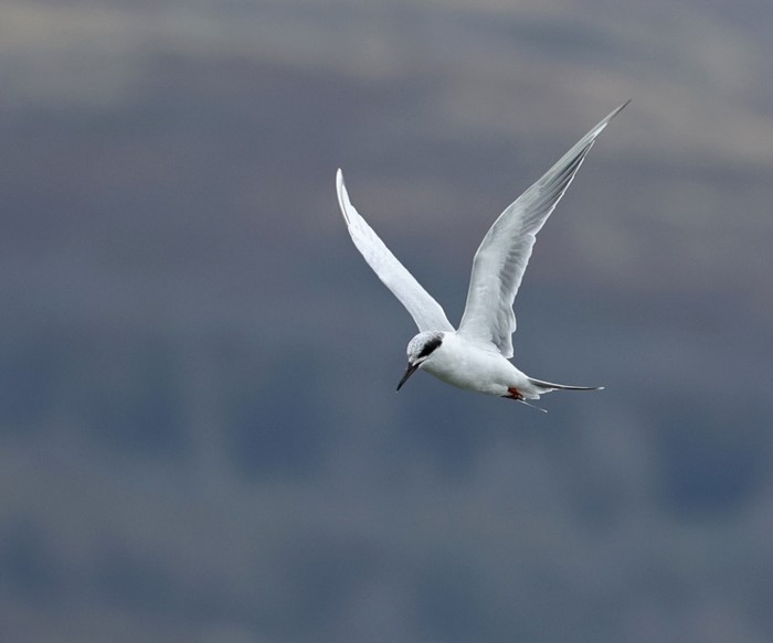 Forster's Tern