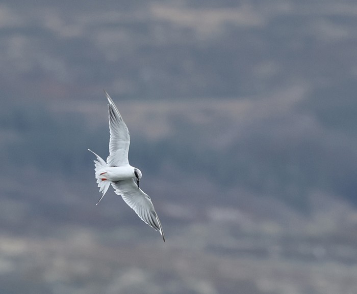 Forster's Tern