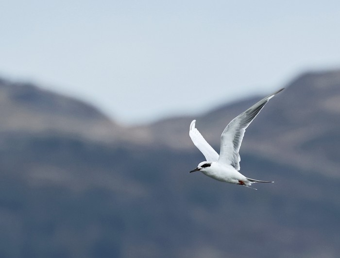 Forster's Tern